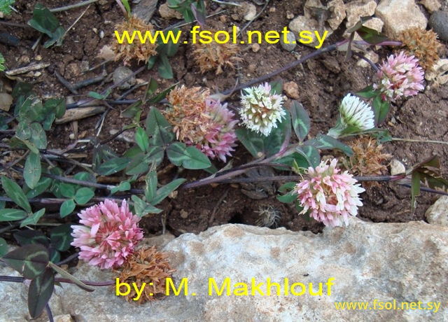 Trifolium physodes Stev ex Bieb